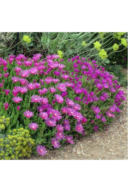 Делосперма купера Сузіря